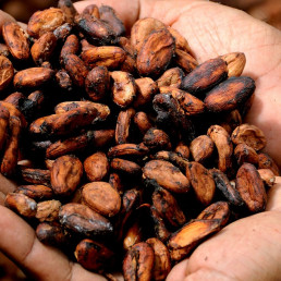 Cocoa Beans